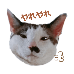 cocoa_20210710213728