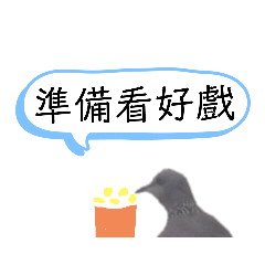 那些年在窗外成家的斑鳩