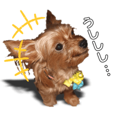 Chibi-Yorkshire terrier family