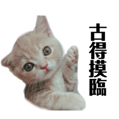 嗆辣小野貓part1