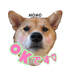 jikkanoaiken MOMO