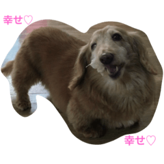 I love chihuahua&dachshund