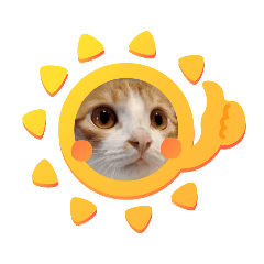 可愛的兩隻咪兒