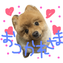 chachamaru pome