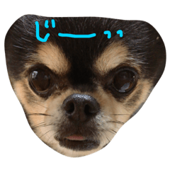 kojikoji