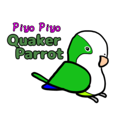 Piyo Piyo Quaker Parrot (English ver.)