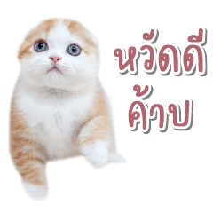 Nong Khumthong, a cute kitten