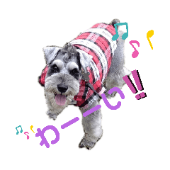 Schnauzer Kakeru