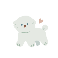 dodo-chan the maltese