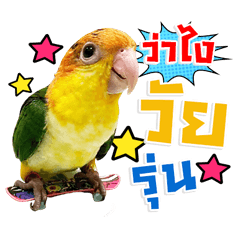 Nammon little bird