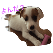 Jack Russell Terrier@