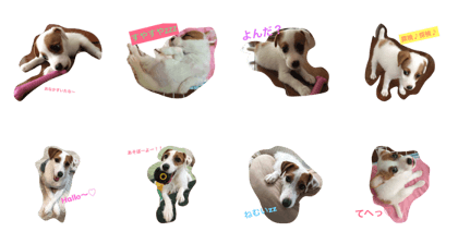 Jack Russell Terrier@