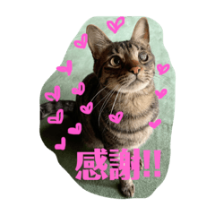 I'm Kotaro! Always fine!