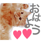 Verycute cat!! Verycute cat!!