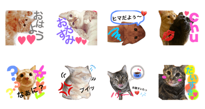 Verycute cat!! Verycute cat!!