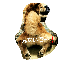 harushiba3