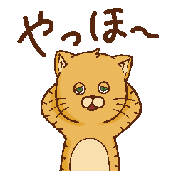 Lazy cat Nekota