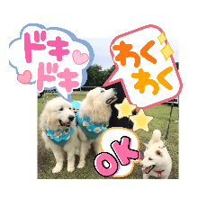 白柴ワン太日常5