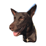hatiko