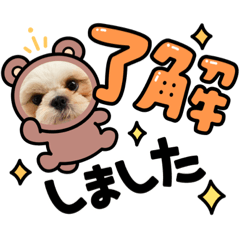 実写 シーズー犬ぽんずとかぼす Lineクリエイターズスタンプ Stamplist 実写 シーズー犬ぽんずとかぼす Lineクリエイターズスタンプ Stamplist