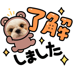 実写 シーズー犬ぽんずとかぼす Lineクリエイターズスタンプ Stamplist