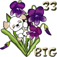 【Big】シーズー犬33『日常に花を！』