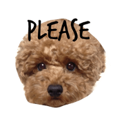 poodle mil chan