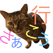 Cat of Tama-chan
