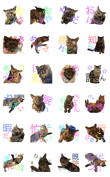 Cat of Tama-chan