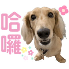 楌楌的搞怪日常