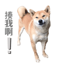 頑皮柴柴