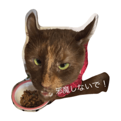 ブサ猫ザーラン Line スタンプ Line Store