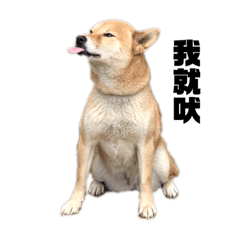 鳥狗大戰