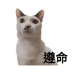 珍珠cat