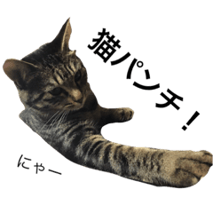 Cat Ku Chan Line Stickers Line Store Cat Ku Chan Line Stickers Line Store