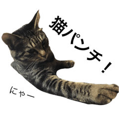 Cat Ku Chan Line Stickers Line Store