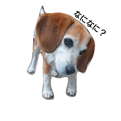 beagle sam