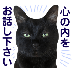 黒猫トムチ4