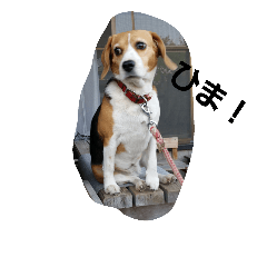 dog!dog!dog?