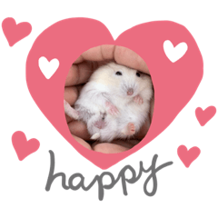 可愛的倉鼠（2）