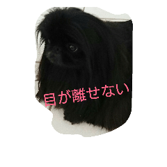 Pekingese sora azu