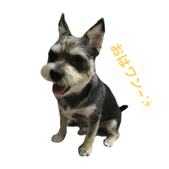ACE kun