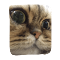 kojikawaii