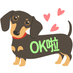 Cute Dachshund Dog-Everyday