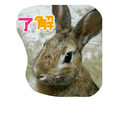 kotahome