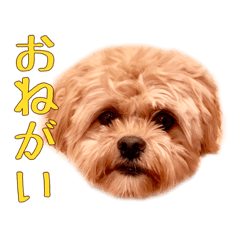Seth toypoodle pekingese mix dog