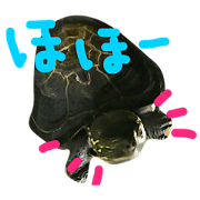 KAMEKO.