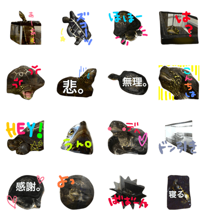 KAMEKO.
