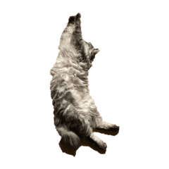 阿見町に住む猫達 Lineクリエイターズスタンプ Stamplist 阿見町に住む猫達 Lineクリエイターズスタンプ Stamplist