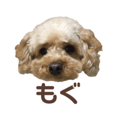 mogusta